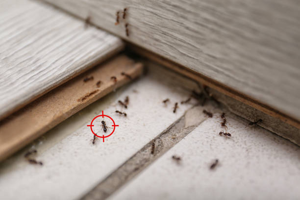 Best Ant Control Services  in Merriam, KS