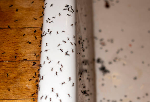 Best Affordable Pest Control Services  in Merriam, KS