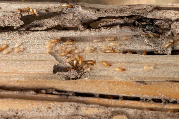 Best Commercial Pest Control Services  in Merriam, KS
